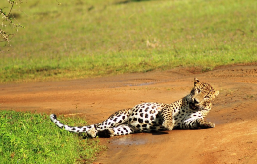 Sri lankan lepoard