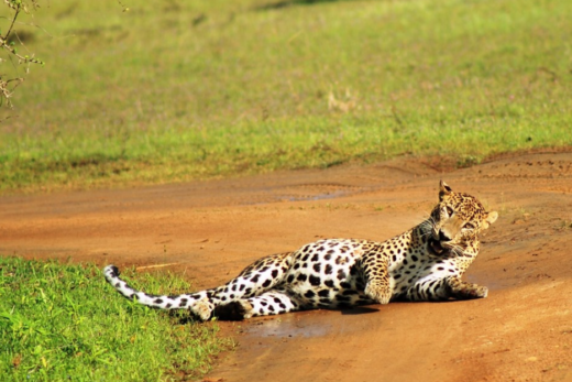 Sri lankan lepoard