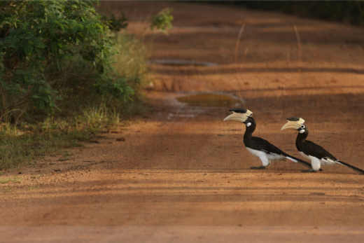 wilpattu safari