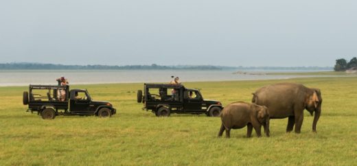 Minneriya elephants