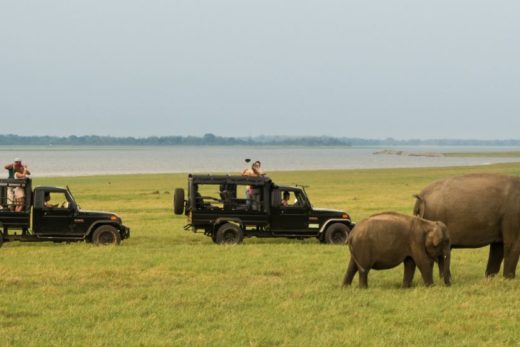 Minneriya elephants