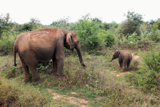 udawalawe elephants